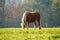 Flaxen Chestnut Horse in a Fall Field II