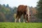 Flaxen Chestnut Horse in a Fall Field III