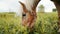 A Flaxen Horse Grazing In The Beautiful Field Meadows During The Daytime