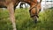 A Flaxen Horse Grazing In The Field Meadows - Scenes From The Horse Farm