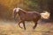 Flaxen horse silhouette at sunset