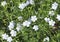 Flaxseed flowers (Linum usitatissimum).