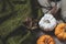 Flay lay autumn pumpkins with knitting sweater and dried leaves