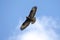 Flaying bird - Common Buzzard, Buteo buteo, hawk bird