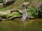 Flaying Inca tern