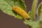 Flea Beetle Larvae