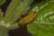 Flea Beetle Larvae