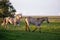 Flea-bitten gray and bay roan horses seen walking around their enclosure