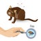 Flea from cat fur harmful bio organism vector illustration