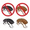 Flea. Danger sign. Flea and hygiene. Stock flea. Picture a flea.