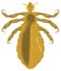 flea house insect vector illustration transparent background