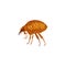 Flea icon, insect parasite pest control service