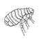 Flea insect parasite