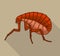 flea Insect Vector