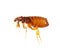 Flea isolated on a white background