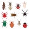 Flea Lice Tick Termite Bedbug Cockroach Spider Ladybug Cricket Mite Beetle