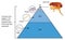 Flea stages by percentage