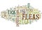 Flea And Tick Season Protect Pets Word Cloud Concept