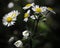 Fleabane close-up Shallow DOF dark tones