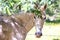 Fleabitten gray mare standing under the shadow