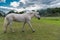 Fleabitten grey horse walking in field