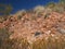 Flecked Dolomite rock and spinifex grass