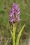 Flecked Marsh Orchid