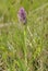 Flecked Marsh Orchid