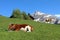 Fleckvieh cattle in the Bernese Oberland