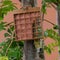 Fledgeling bluetit on garden suet bird feeder