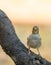 Fledging House Sparrow on branch