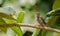 Fledging Sparrow on branch