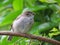 Fledgling baby bird, House Sparrow, with eye closed.