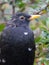 Fledgling blackbird closeup