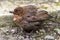 Fledgling Blackbird fatally wounded from a cat attack.