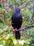 Fledgling blackbird on hawthorn branch with winter berries