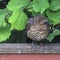 A fledgling blackbird staring at the camera