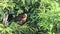 Fledgling blackbird in thuja branches waiting to be fed by parent