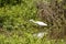 Fledgling blue heron in a wetland with greenery