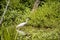 Fledgling blue heron in a wetland with greenery
