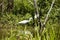 Fledgling blue herons in a wetland with greenery