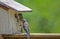 A fledgling Bluebird talks to his mom.