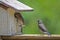 A fledgling Bluebird talks to his mom.