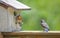 A fledgling Bluebird talks to his mom.