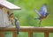 A fledgling Bluebird talks to his mom while his dad flies off.