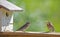 A fledgling Bluebird watches mom build a nest.