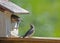 A fledgling Bluebird watches mom build a nest.