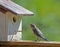 A fledgling Bluebird watches mom build a nest.