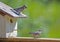 A fledgling Bluebird watches mom build a nest.