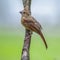 Fledgling Cardinal